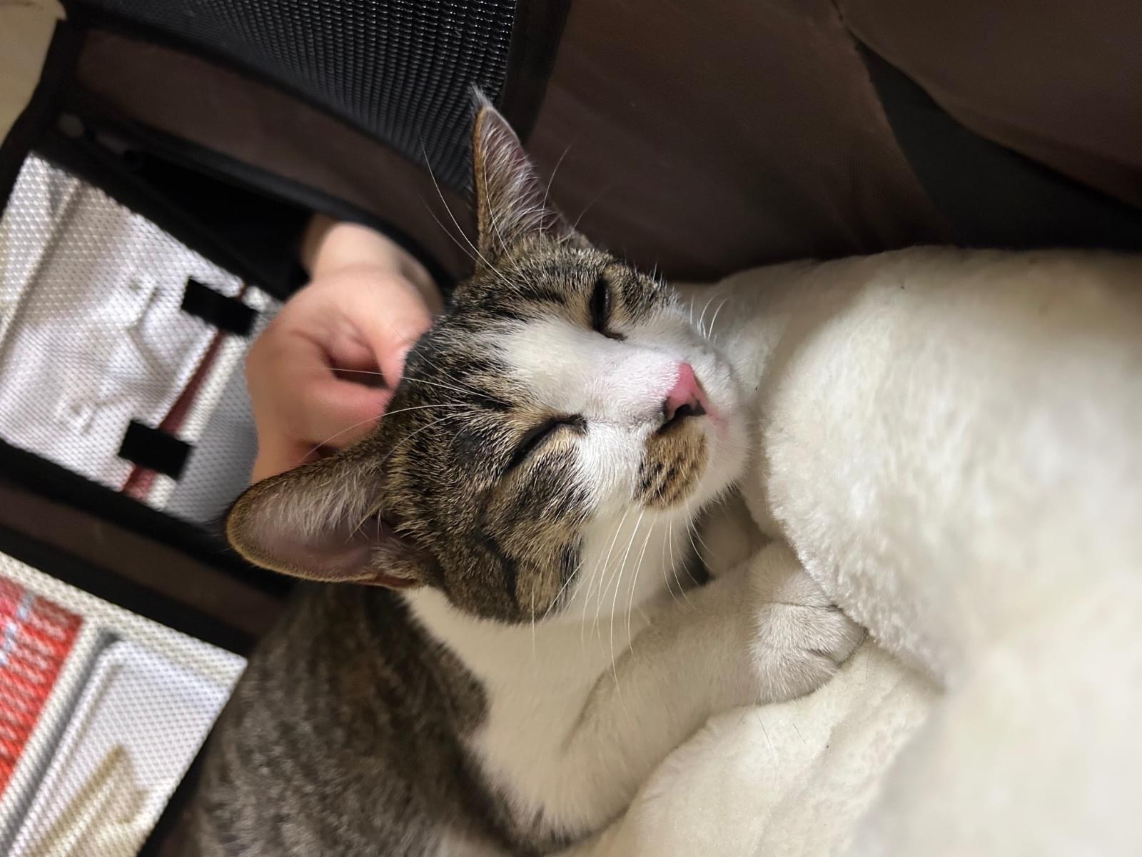 保護された猫 保護された猫
