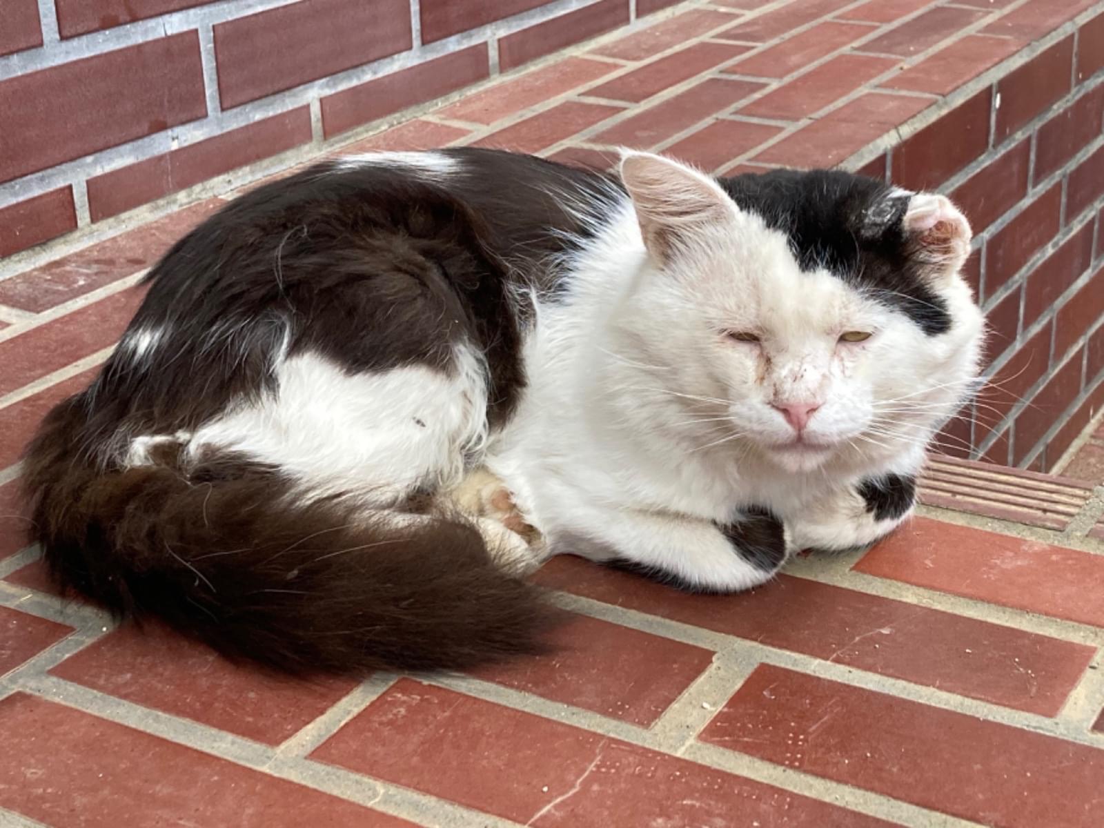 保護された猫 保護された猫