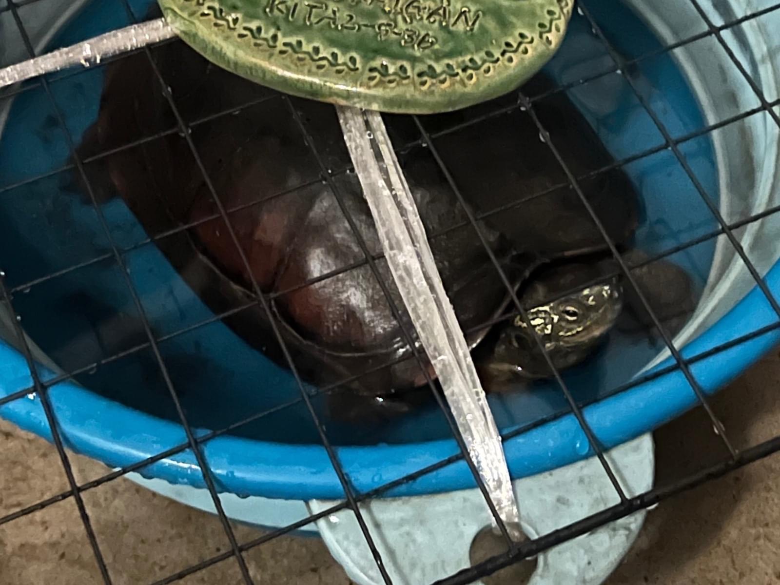 保護されたペット 保護されたペット