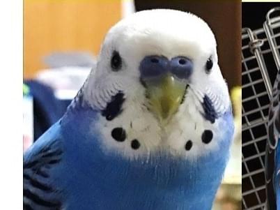 リックちゃん リックちゃん