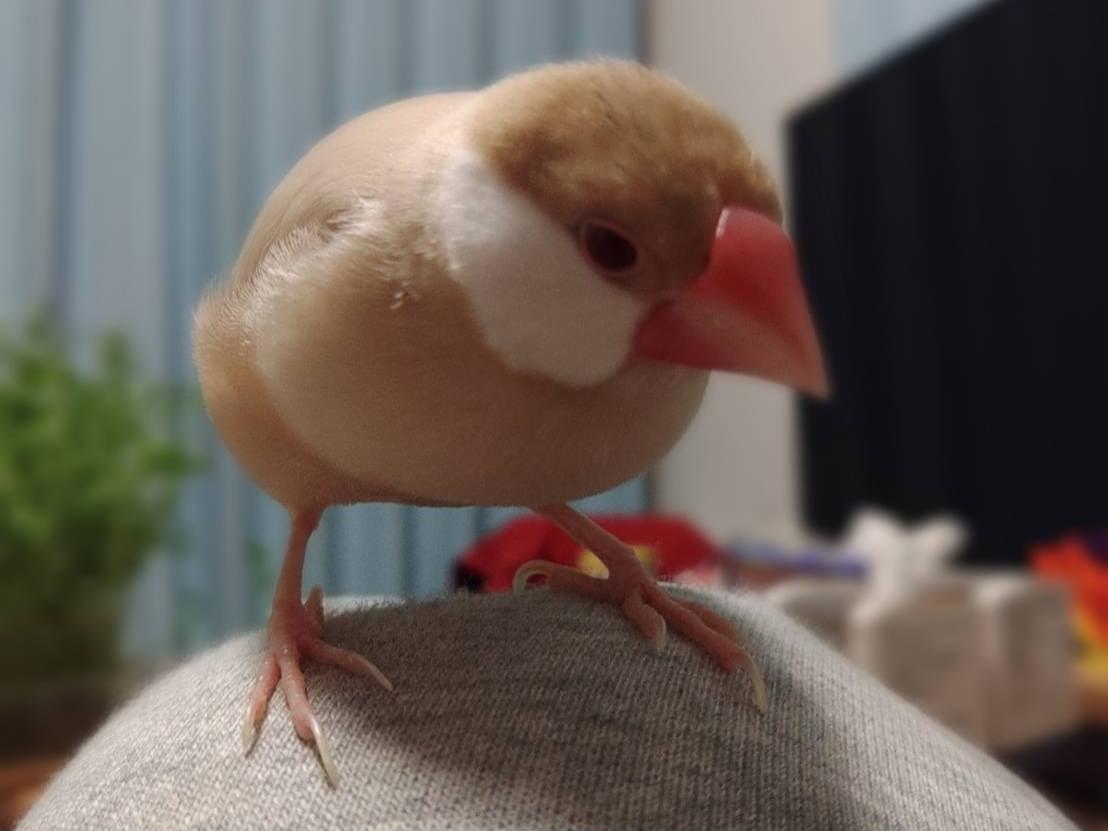 リリィちゃん リリィちゃん