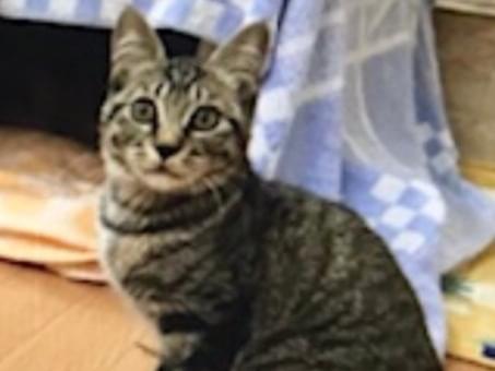 キジトラちゃん キジトラちゃん
