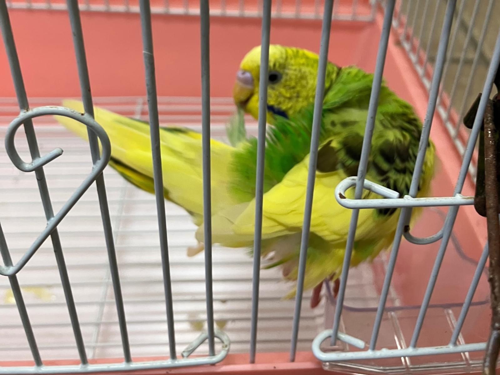 目撃された鳥 目撃された鳥