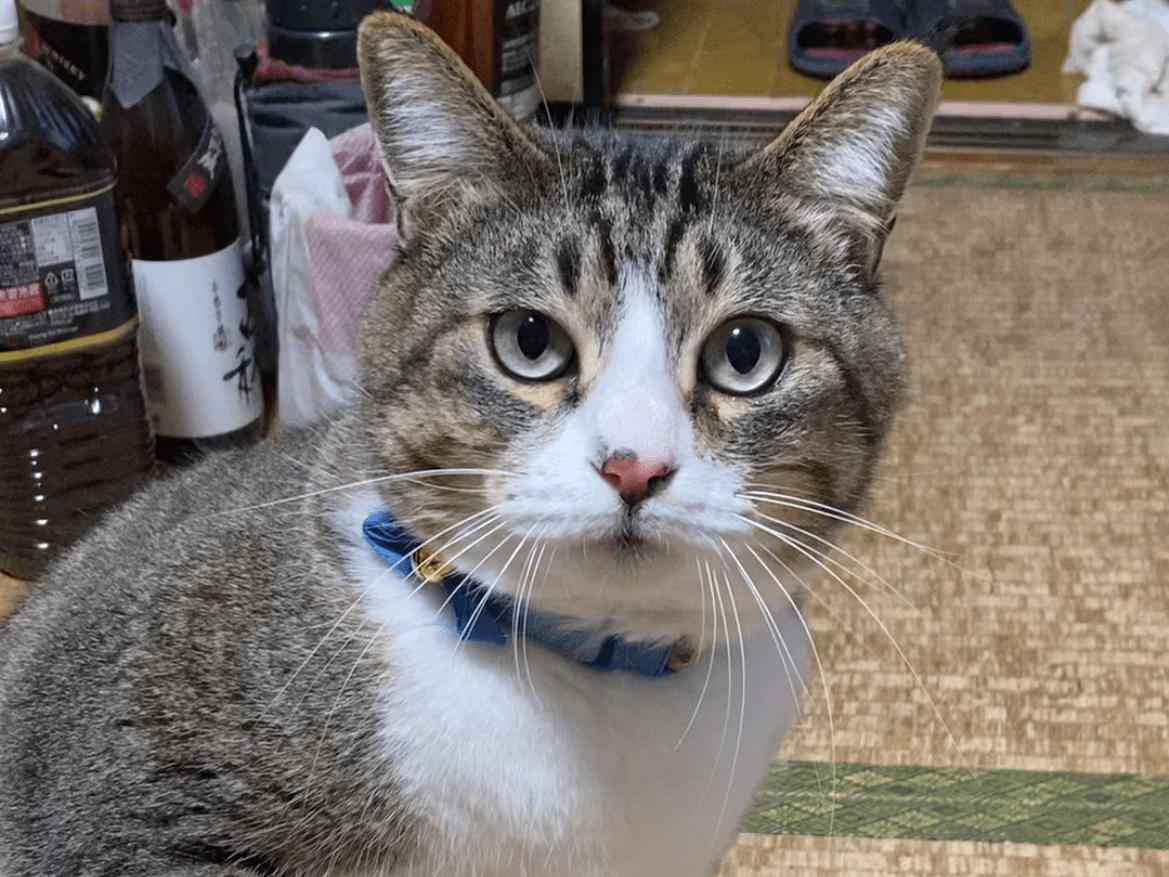 ラッキーちゃん