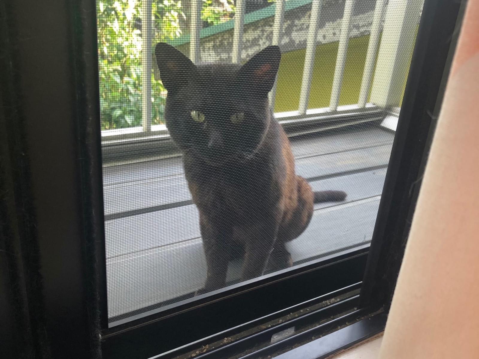 目撃された猫 目撃された猫