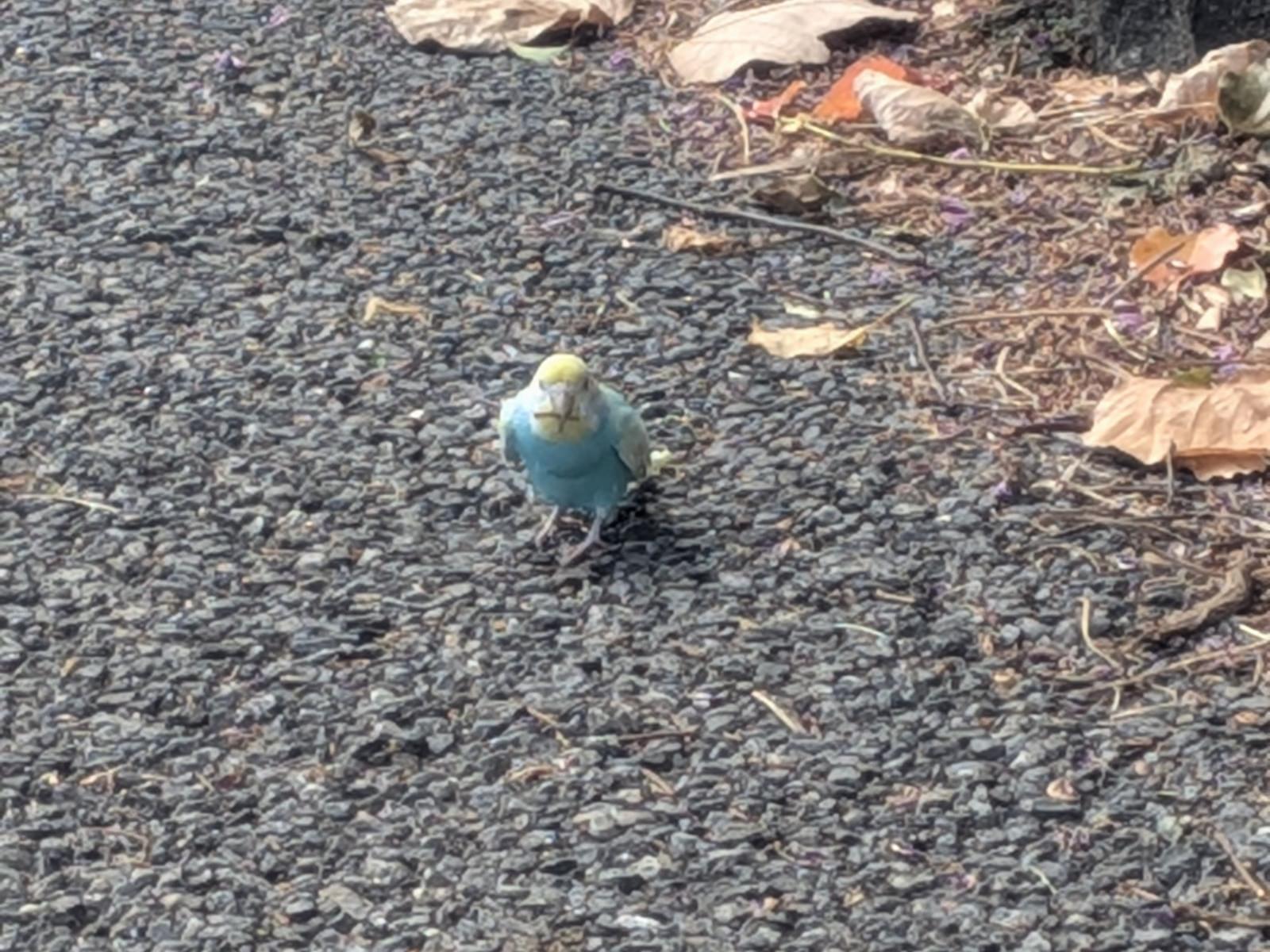 目撃された鳥 目撃された鳥