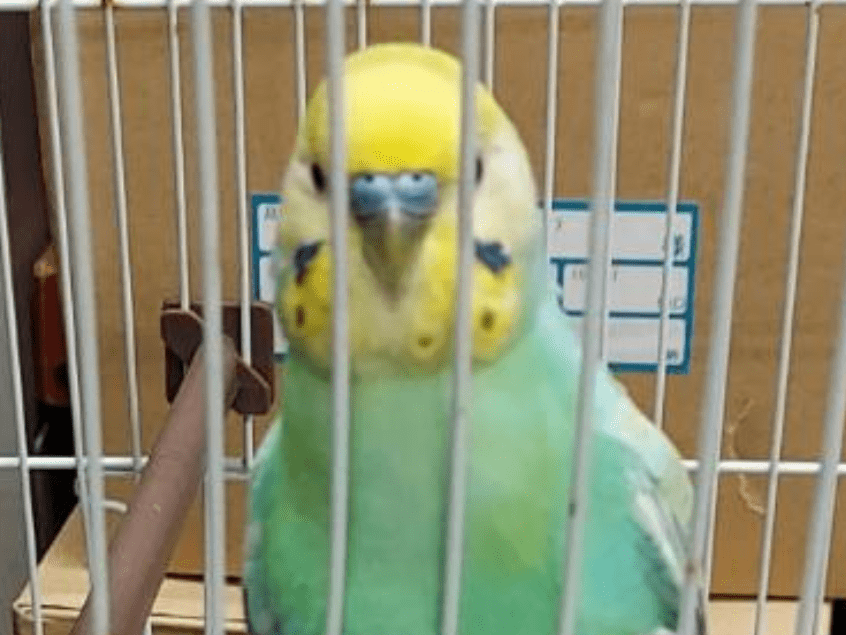 保護された鳥 保護された鳥