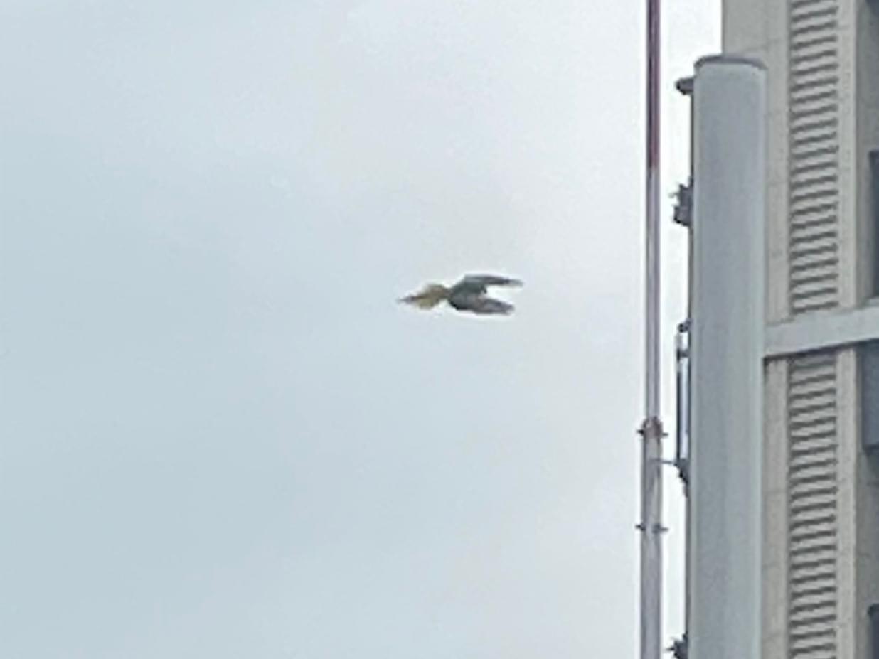 目撃された鳥 目撃された鳥