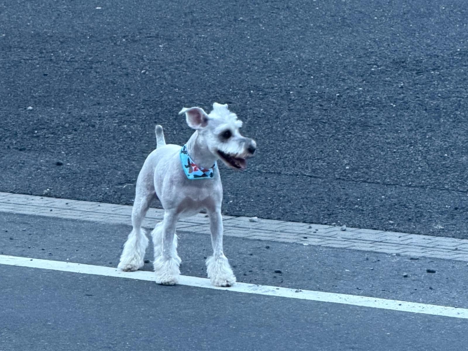 目撃された犬 目撃された犬