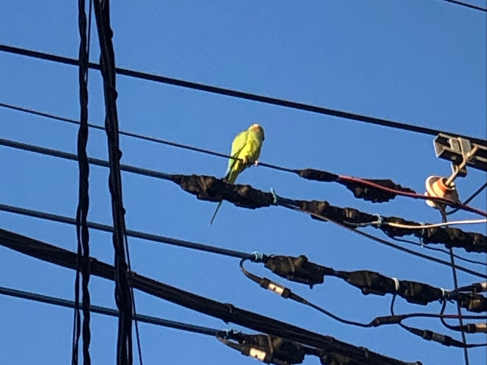 目撃された鳥 目撃された鳥