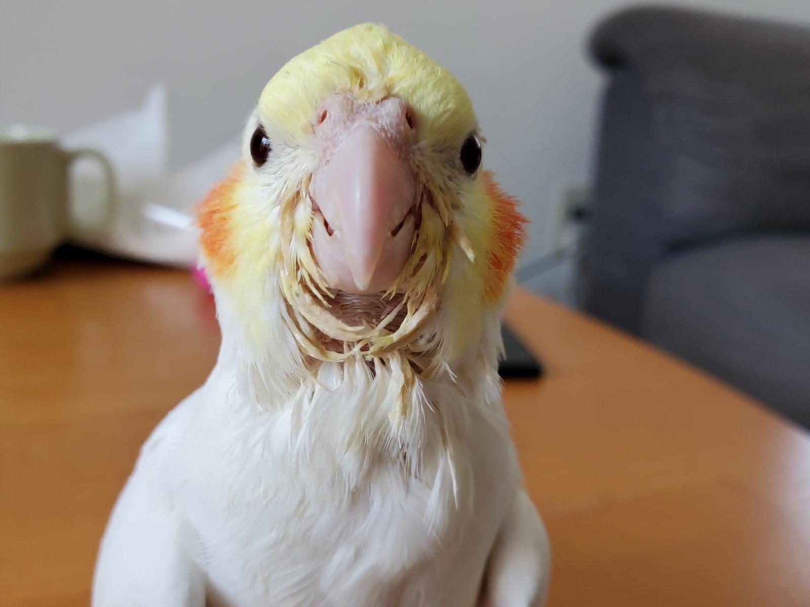 ぺんちゃん ぺんちゃん