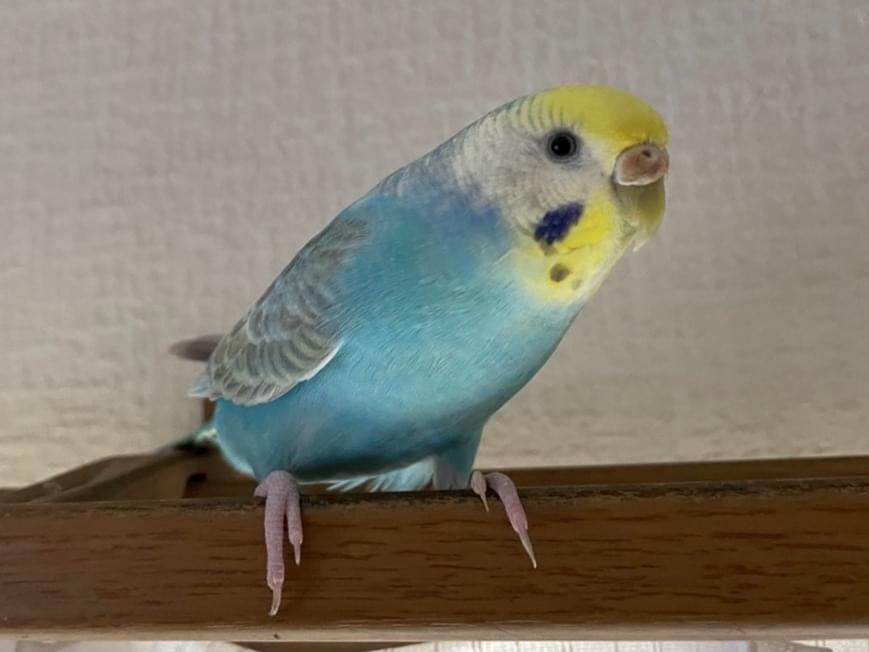 ラムネちゃん ラムネちゃん