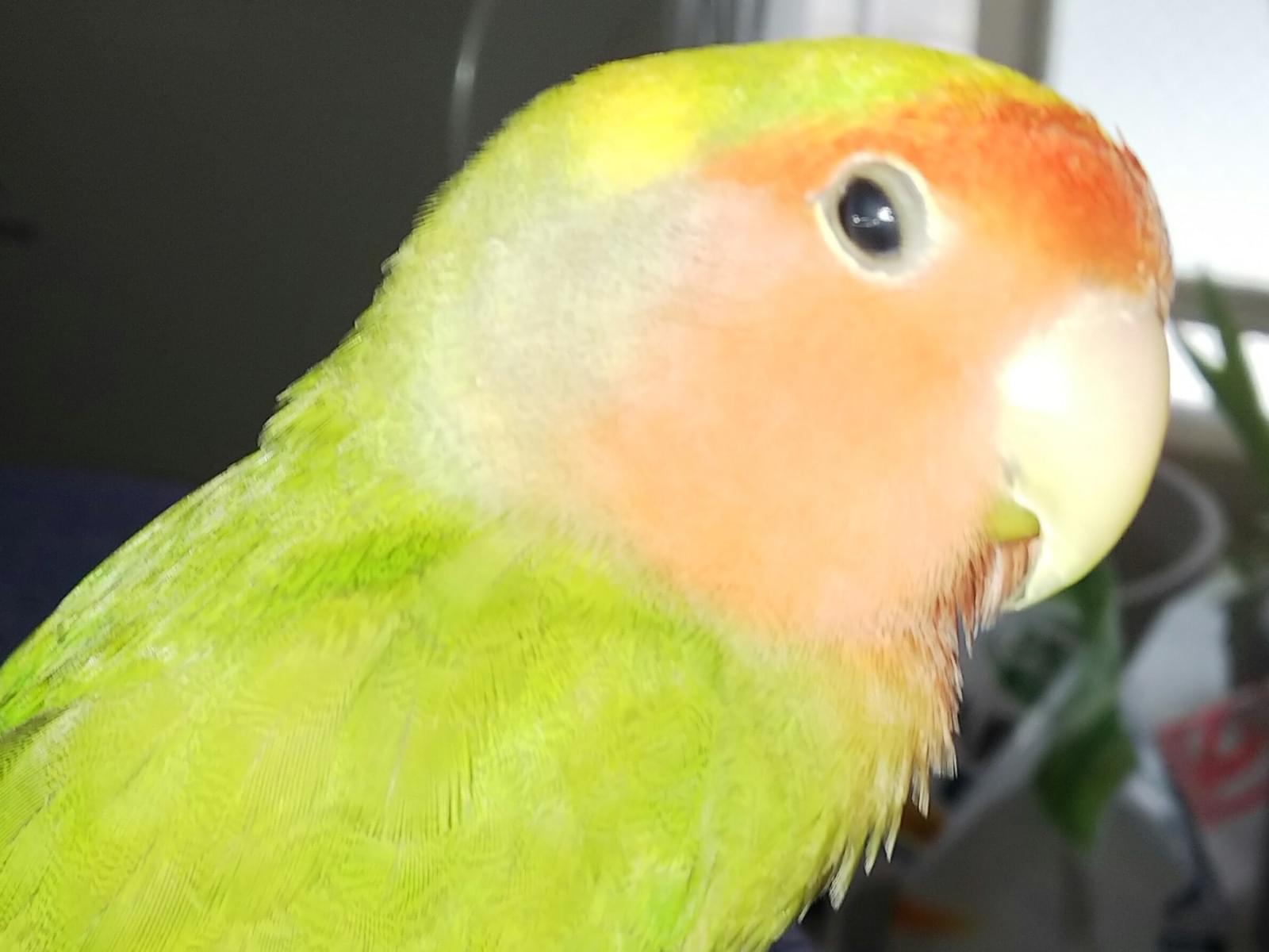 ちびちゃん ちびちゃん