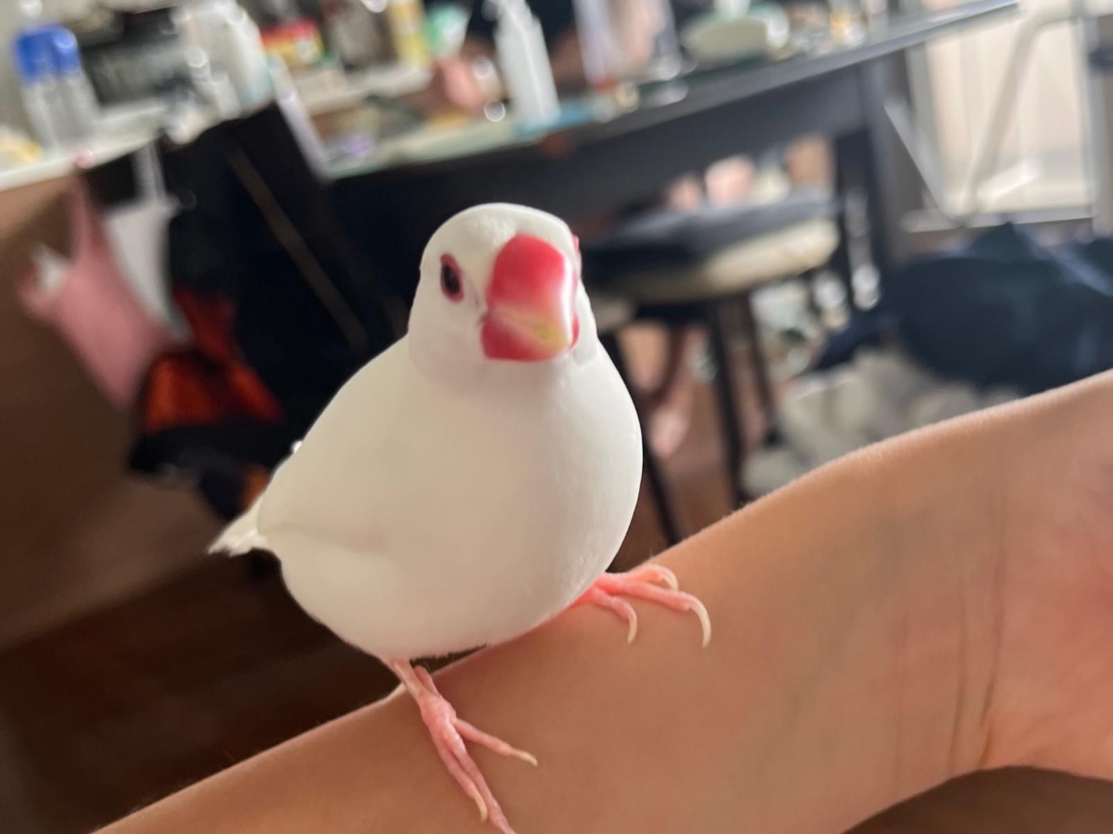 ねろちゃん ねろちゃん