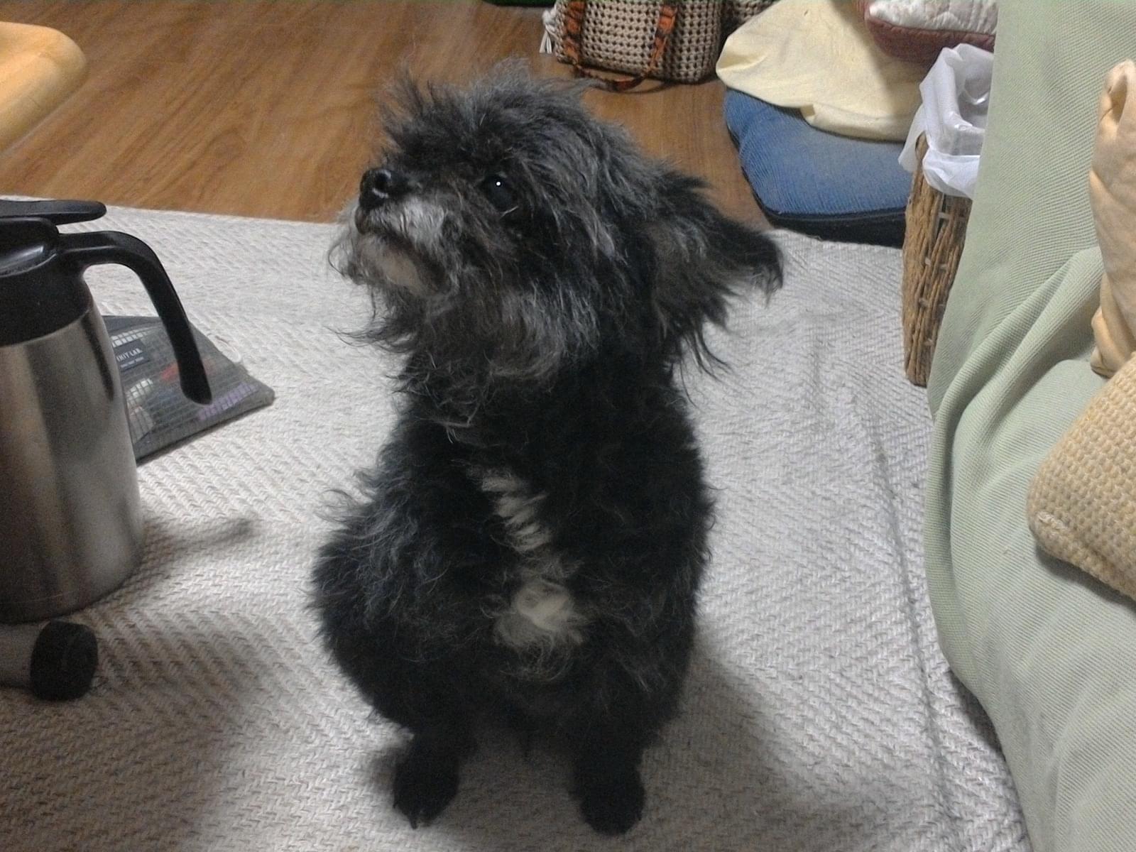 保護された犬 保護された犬