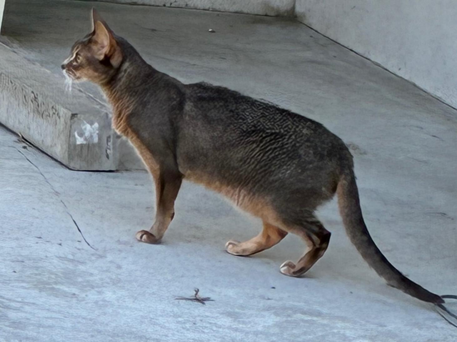 目撃された猫