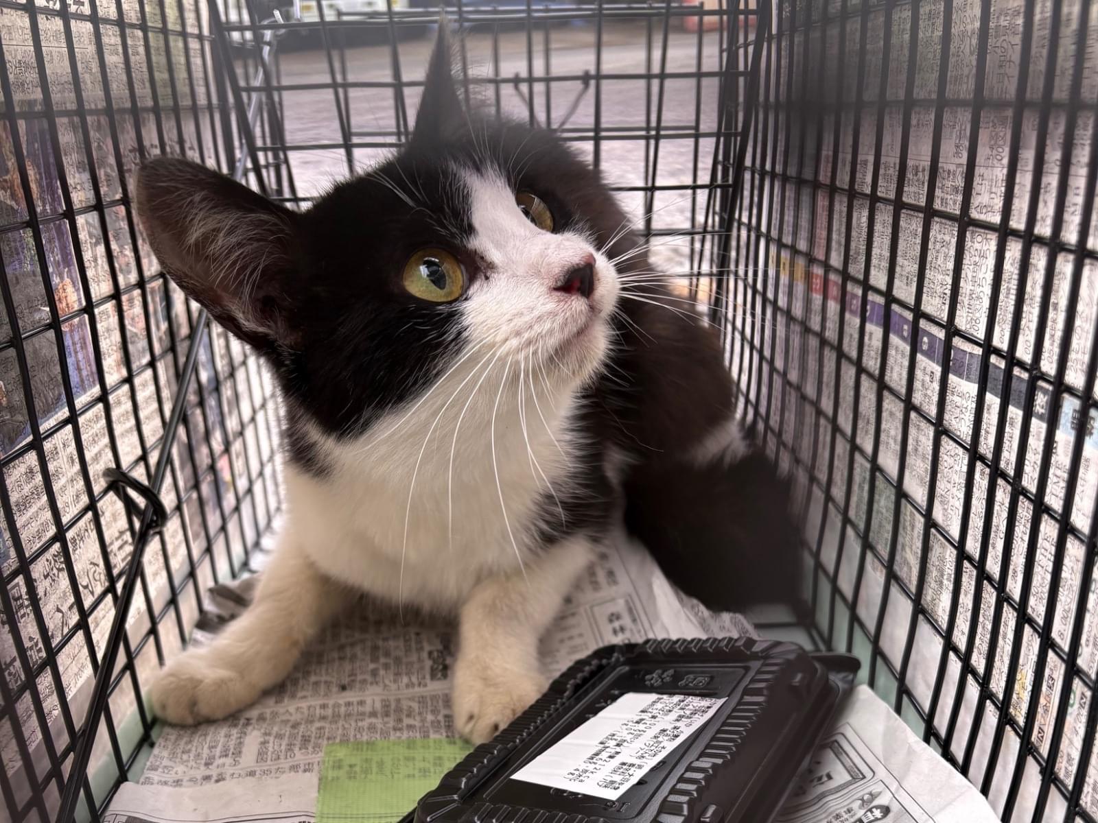 保護された猫 保護された猫