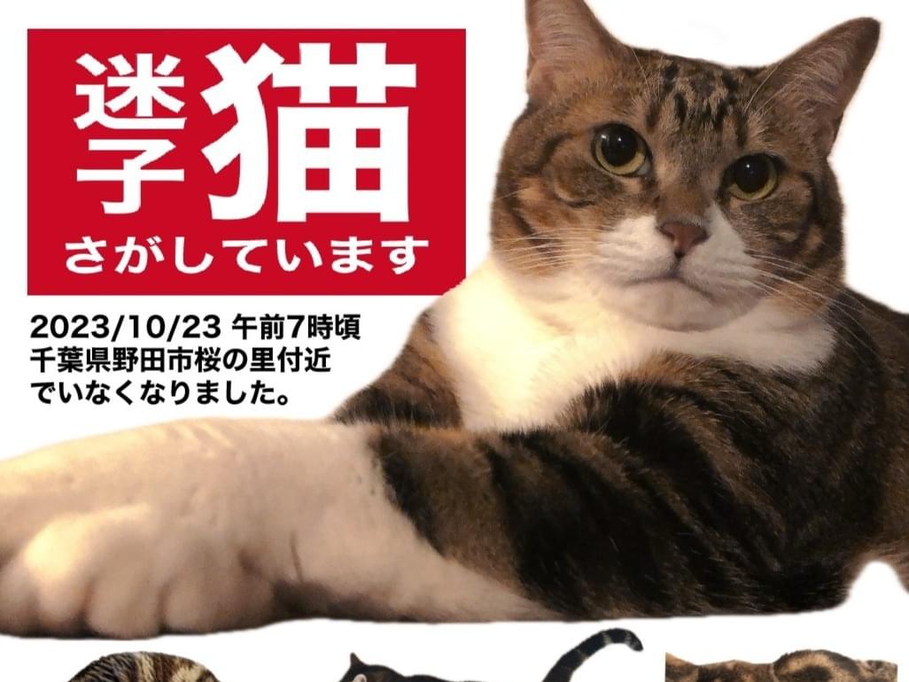 千歳ちゃん 千歳ちゃん
