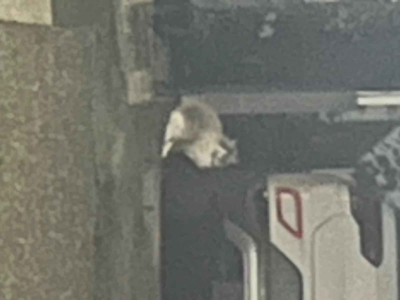 目撃された猫 目撃された猫