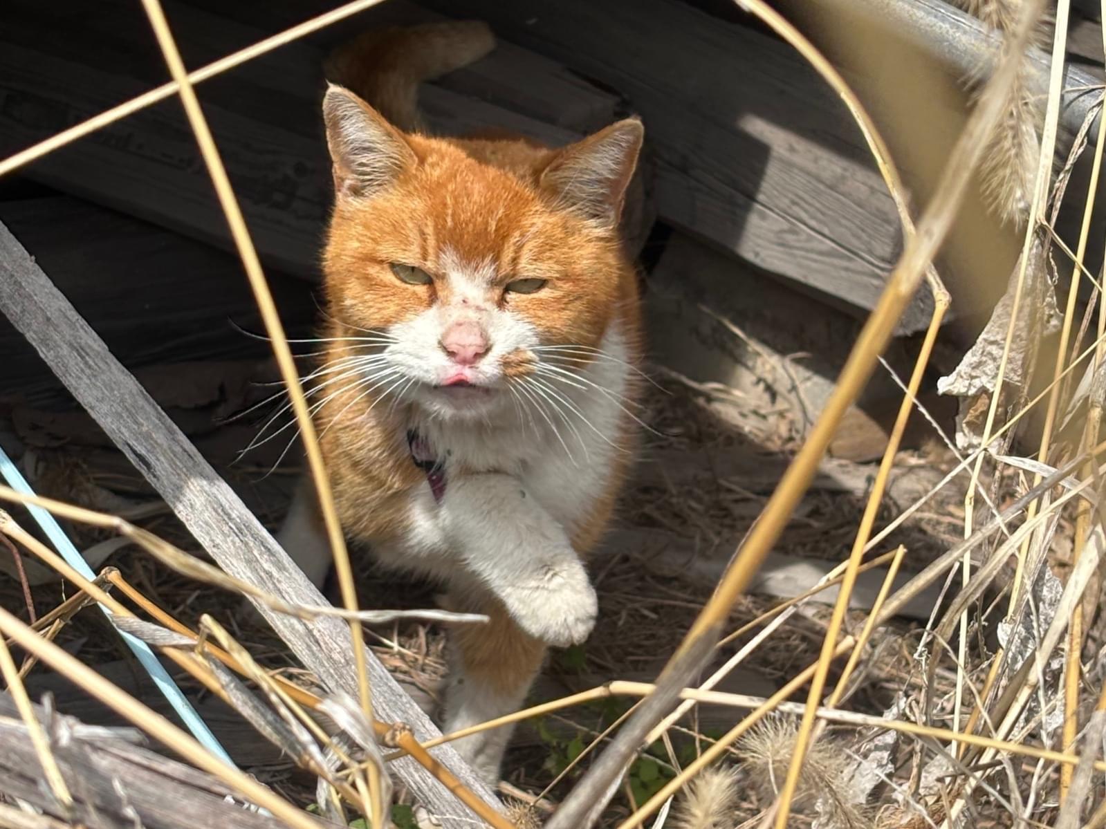保護された猫