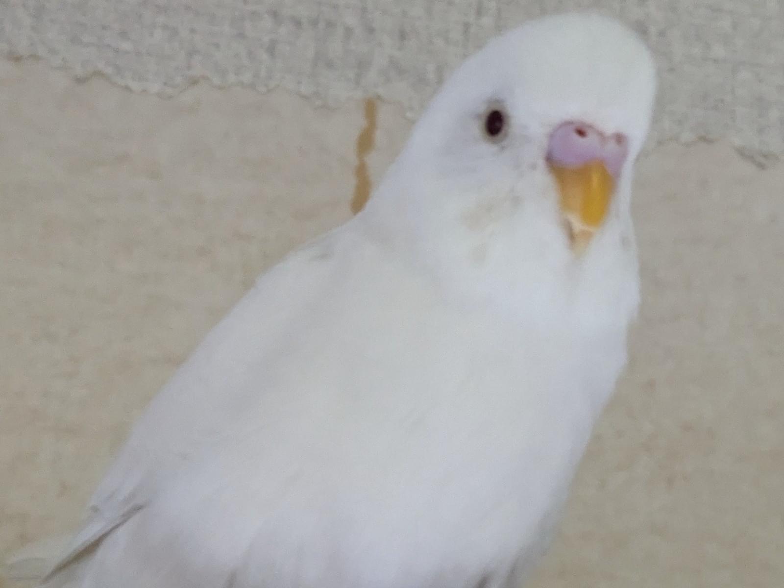 ななちゃん ななちゃん