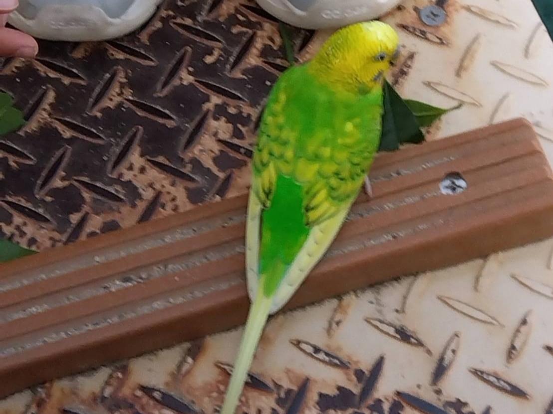 保護された鳥 保護された鳥