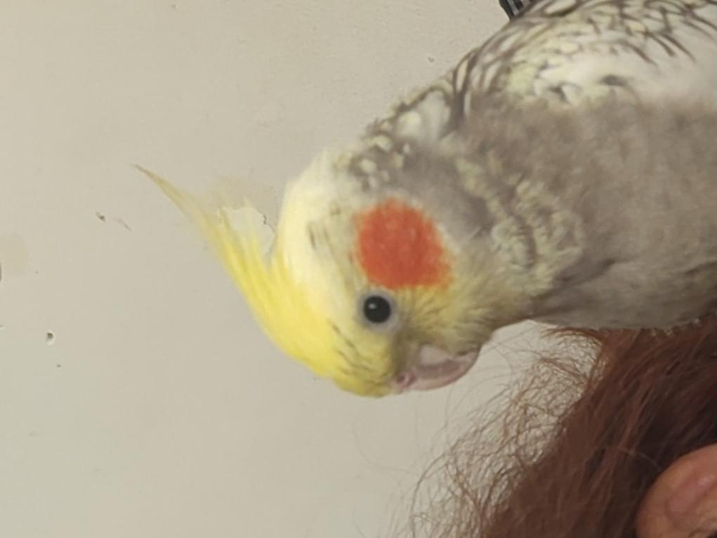 スバルちゃん スバルちゃん