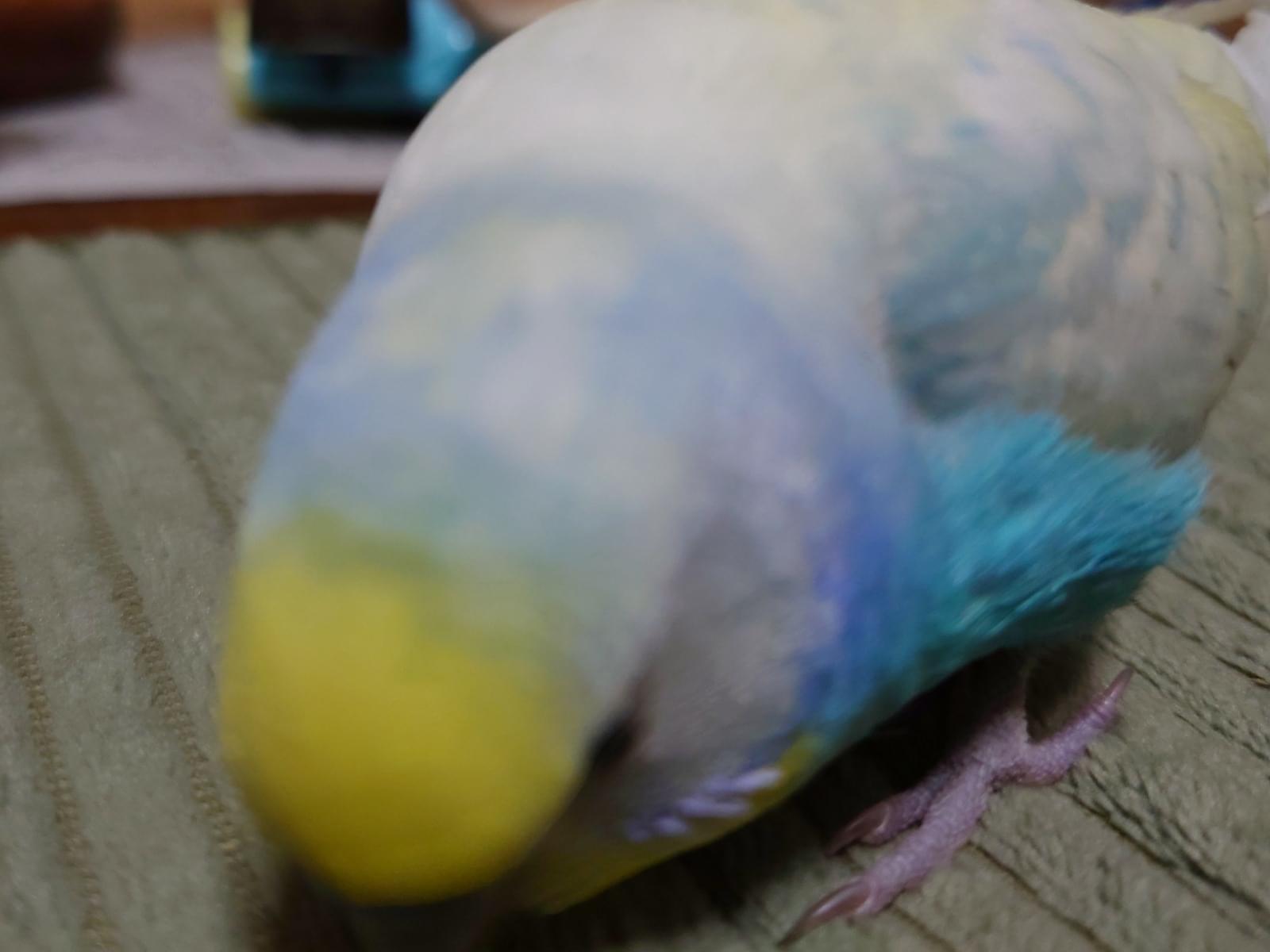 ハクちゃん ハクちゃん