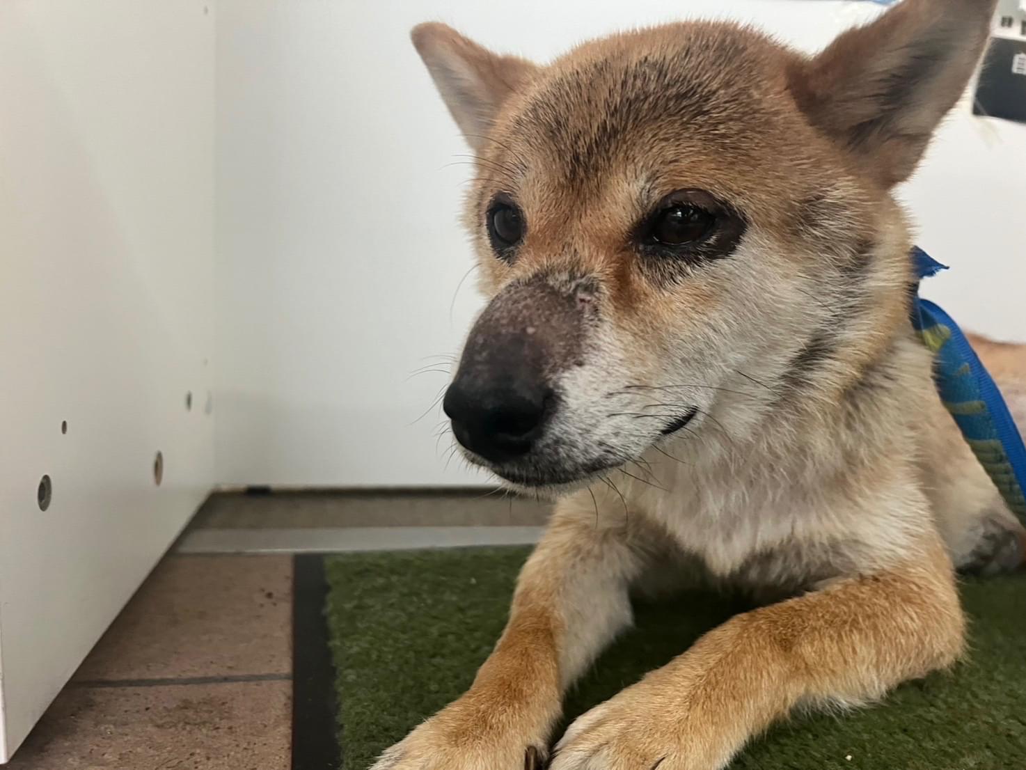 保護された犬 保護された犬