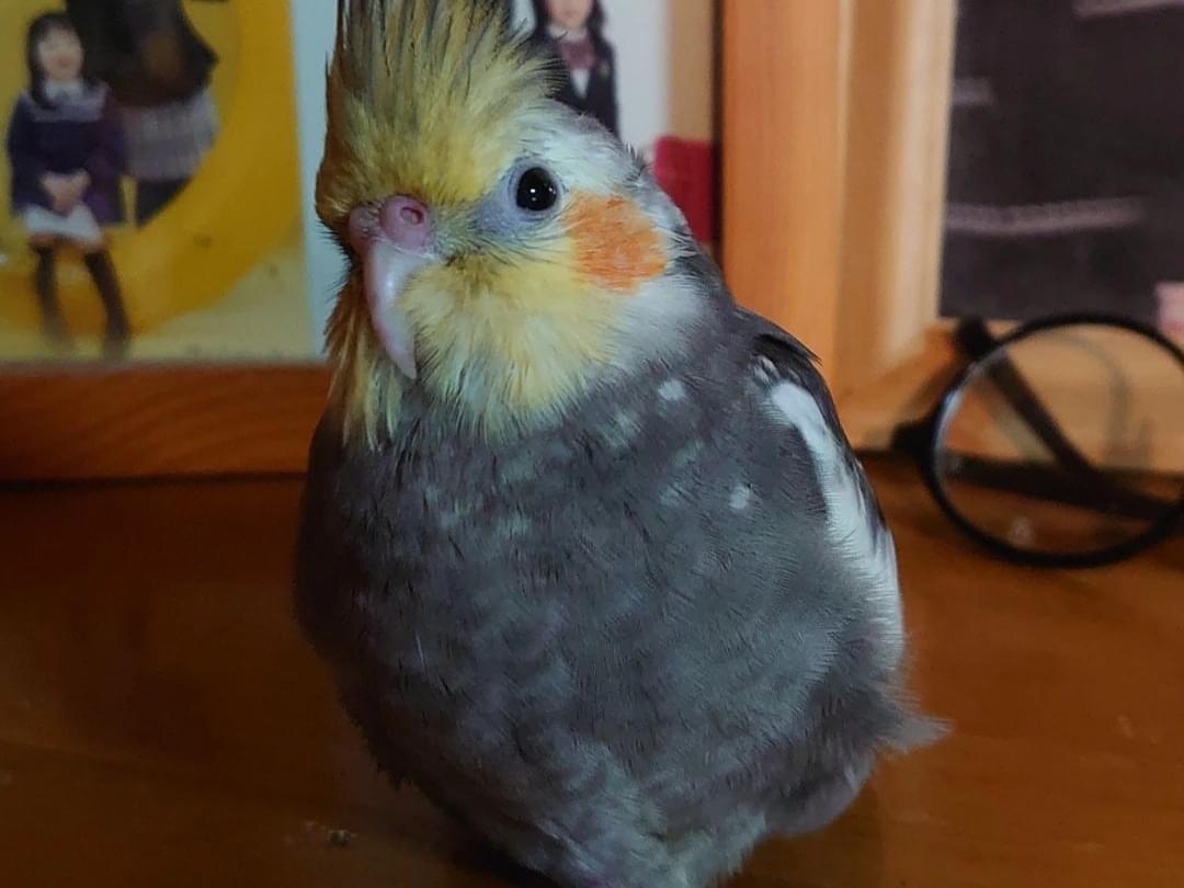 もろちゃん もろちゃん