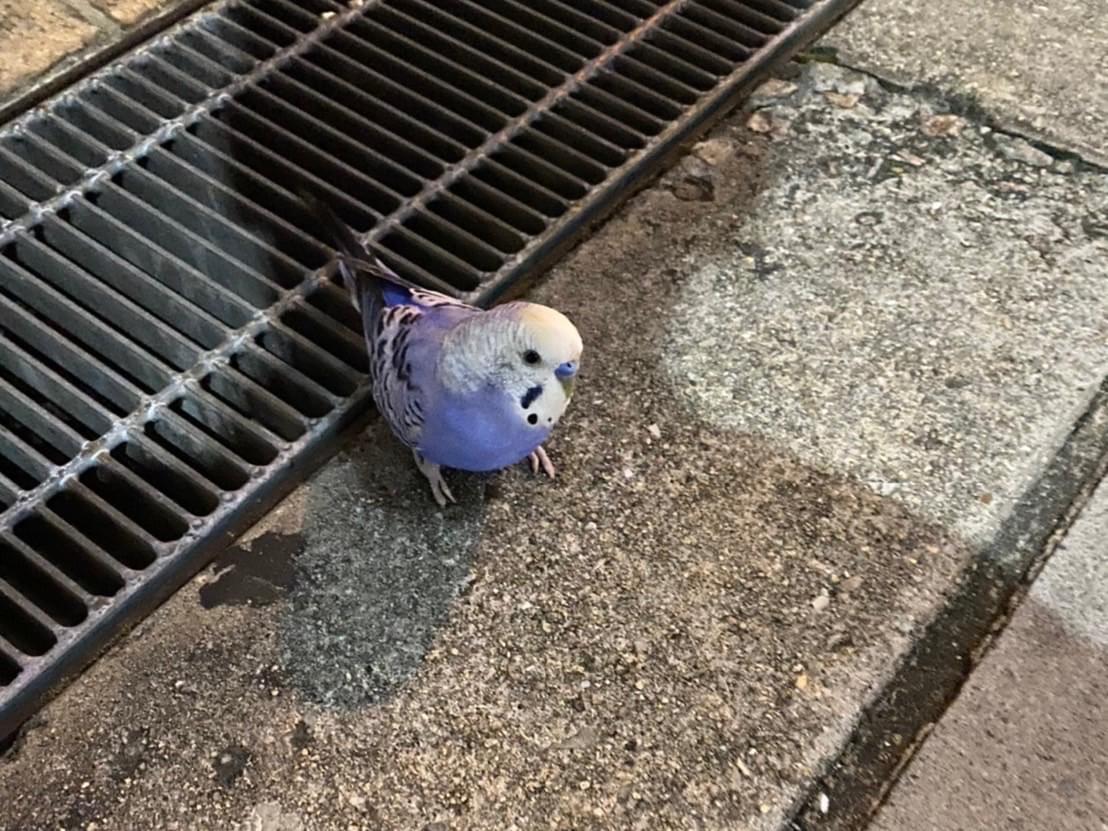 目撃された鳥 目撃された鳥