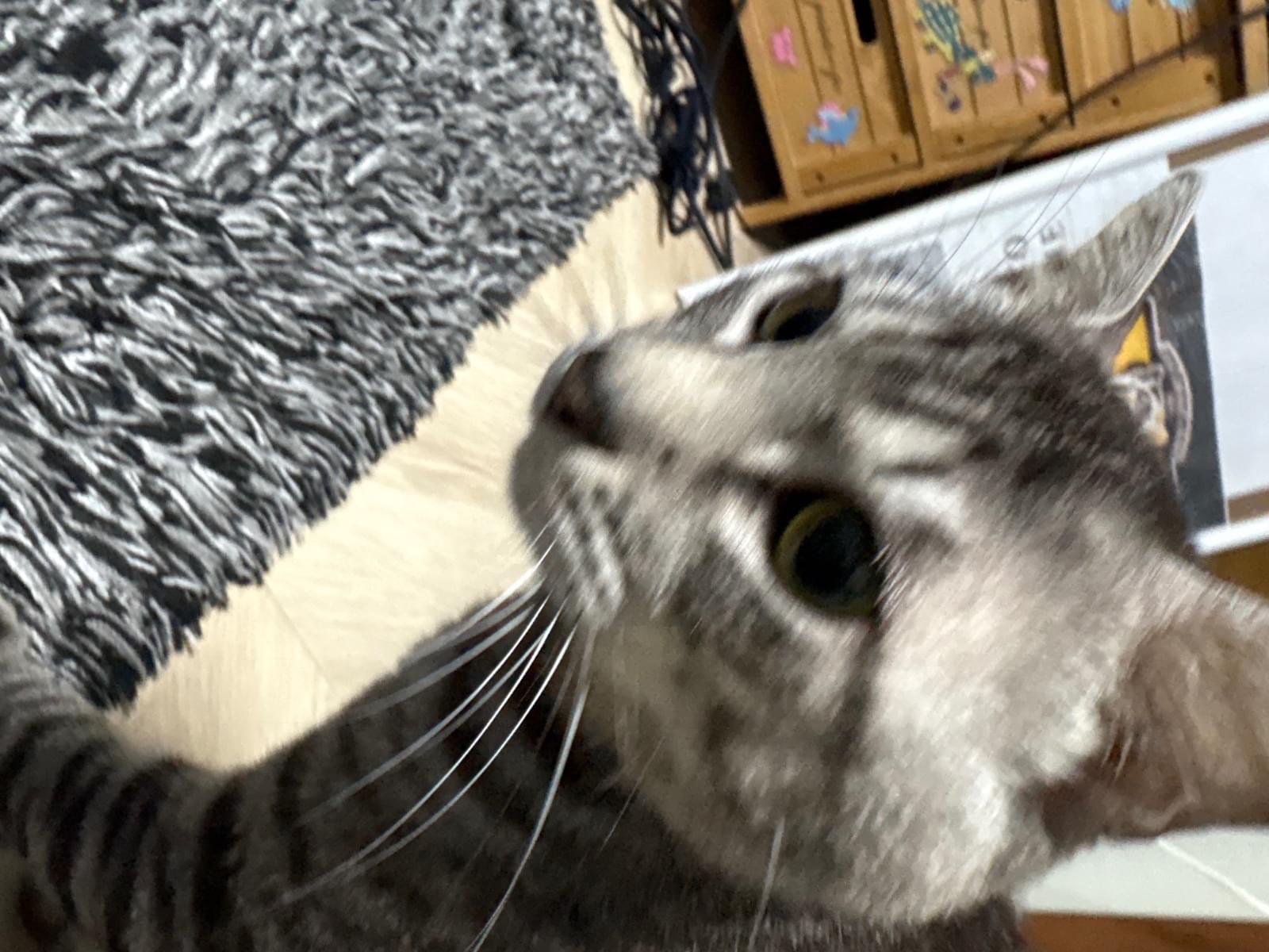 レオちゃん