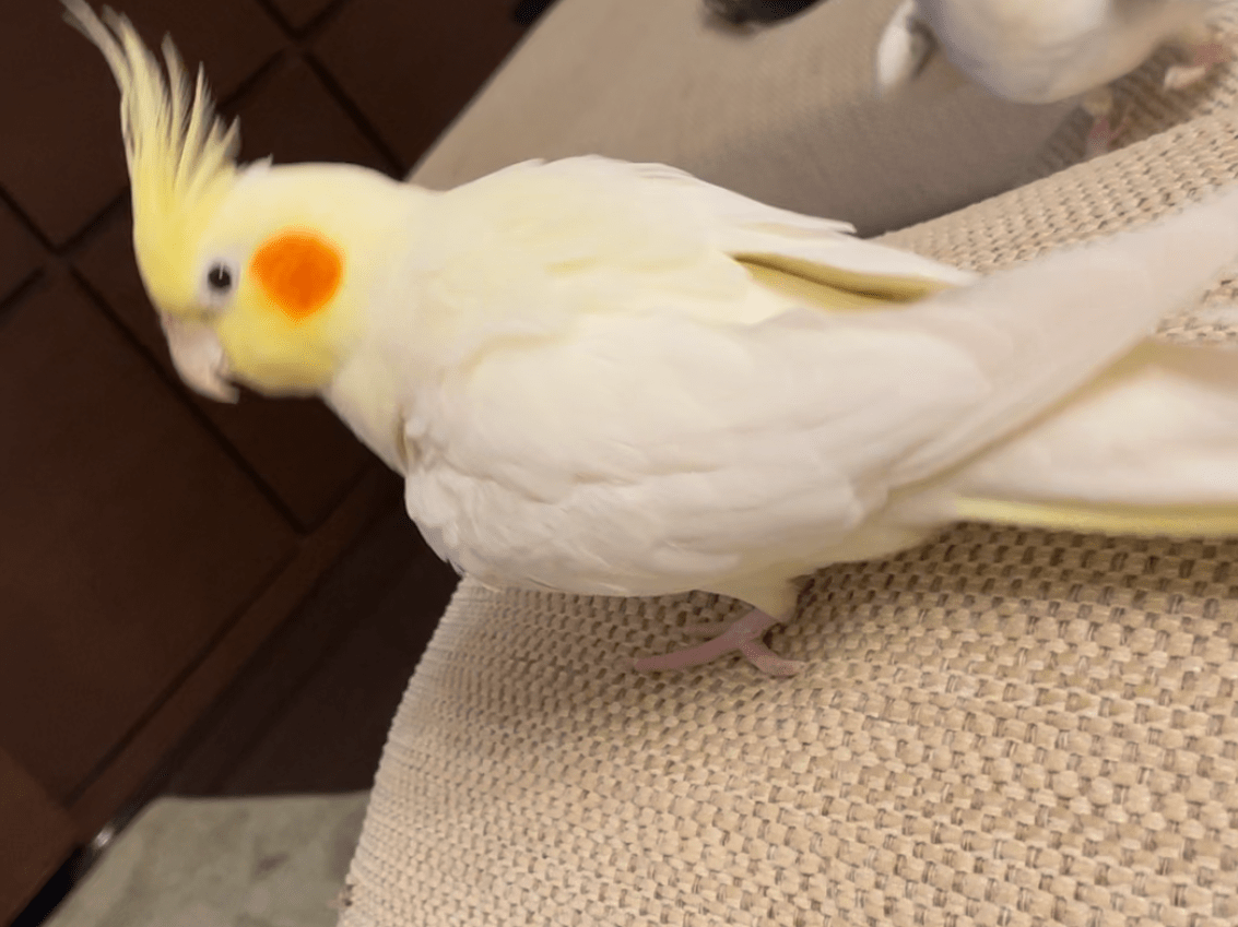 ぴーちゃん ぴーちゃん