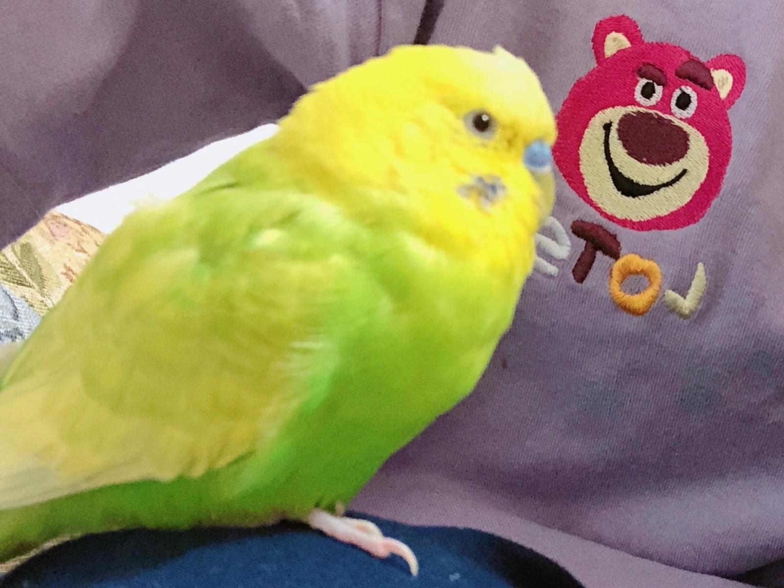 しゅりちゃん しゅりちゃん