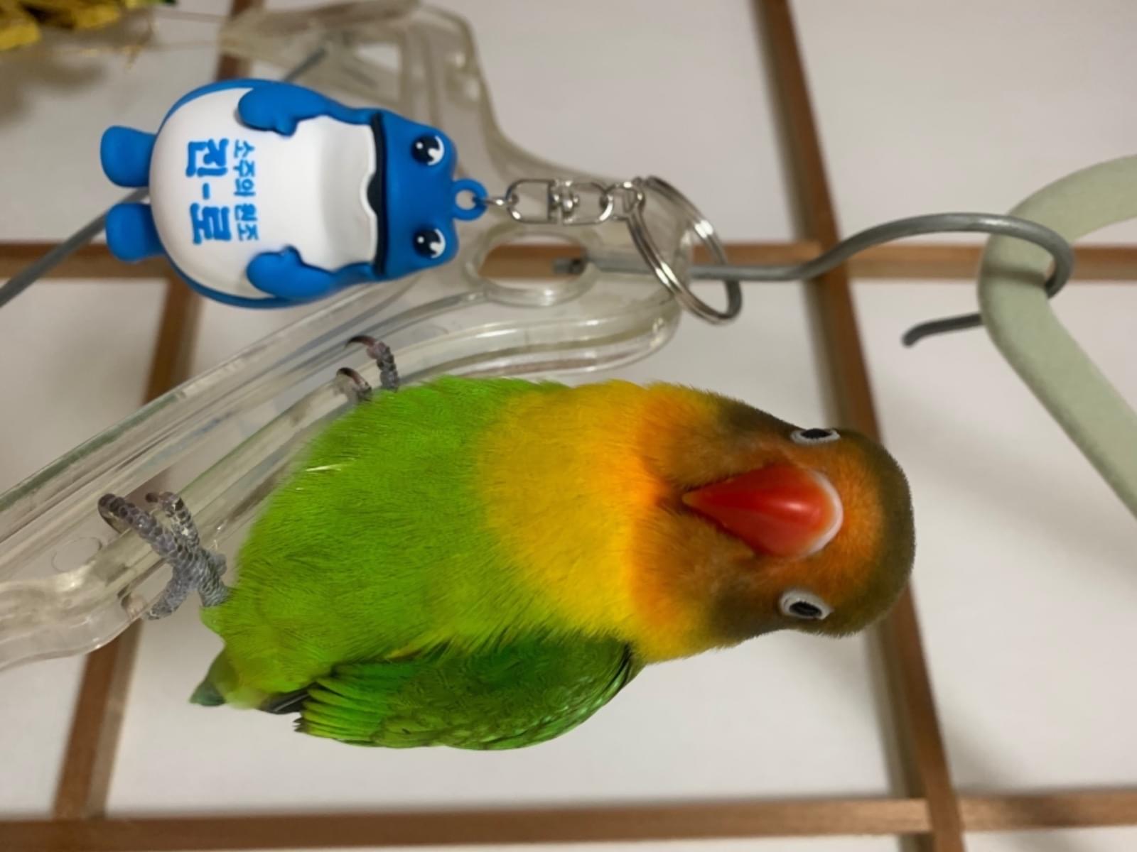 グッチちゃん グッチちゃん