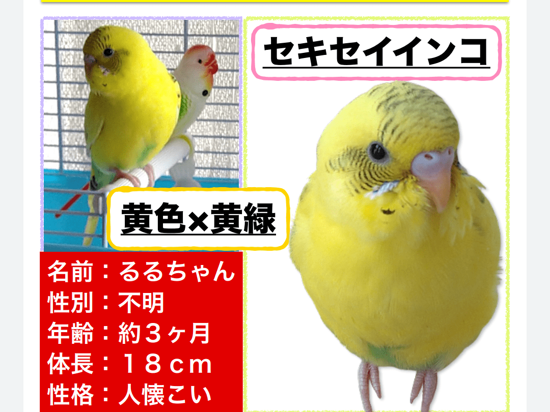 るるちゃん るるちゃん