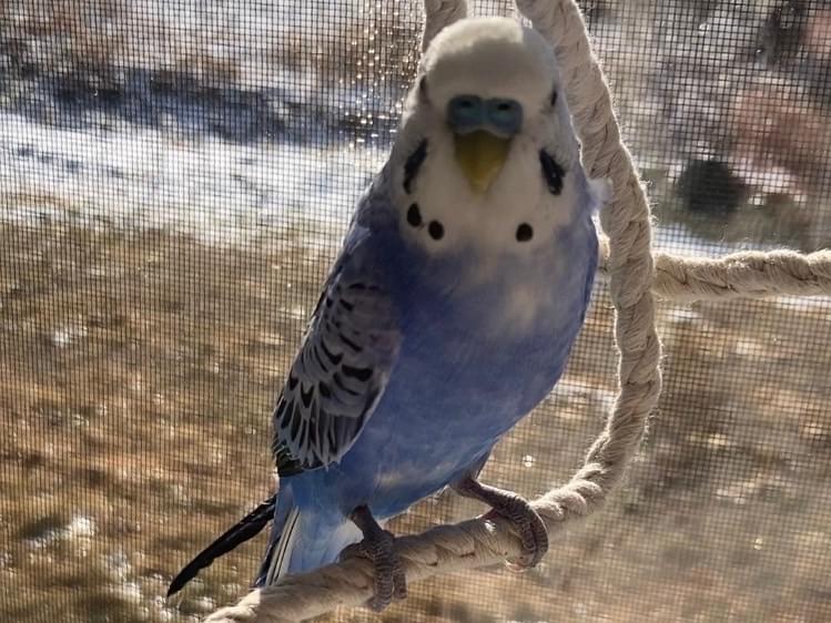 保護された鳥 保護された鳥