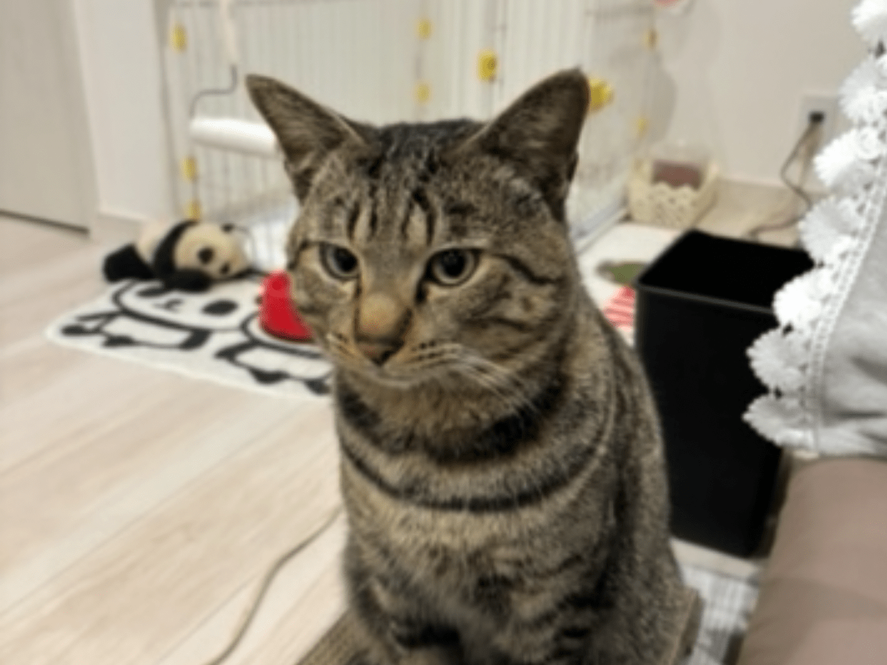 おとうとちゃん