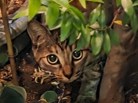 目撃された猫 目撃された猫