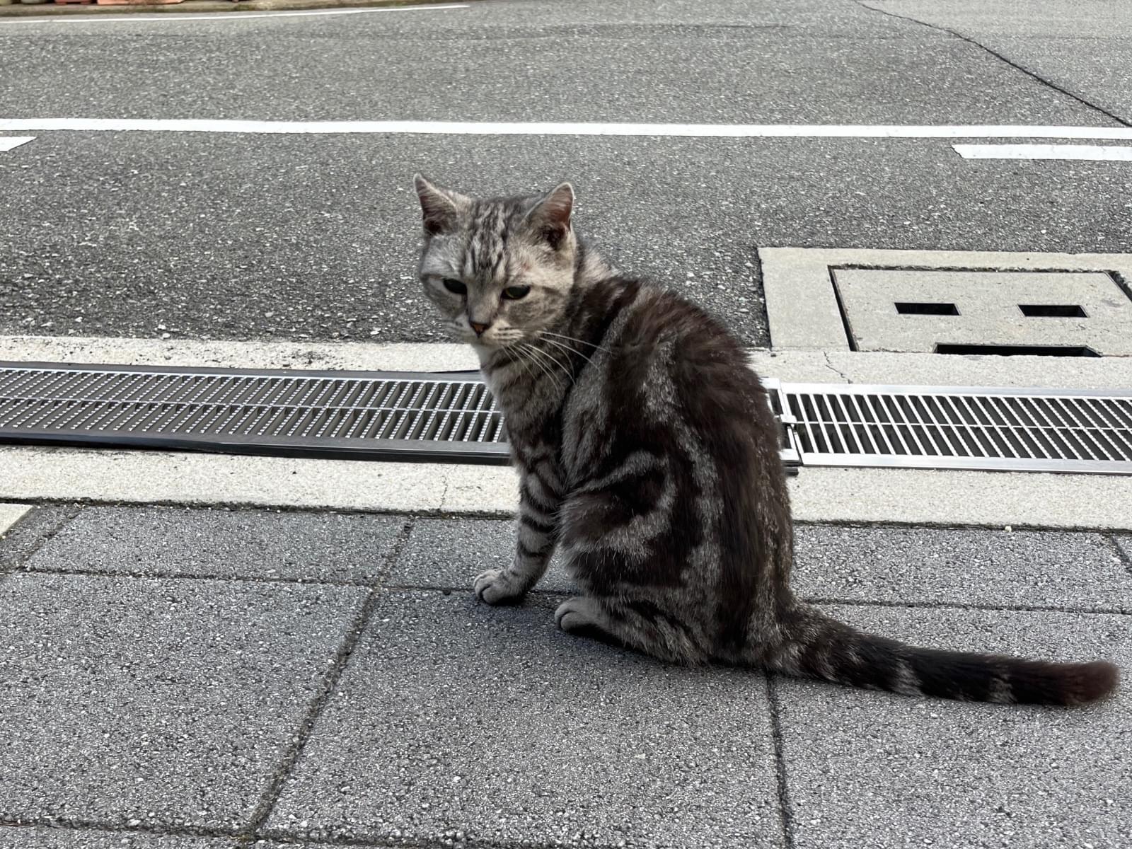 目撃された猫 目撃された猫