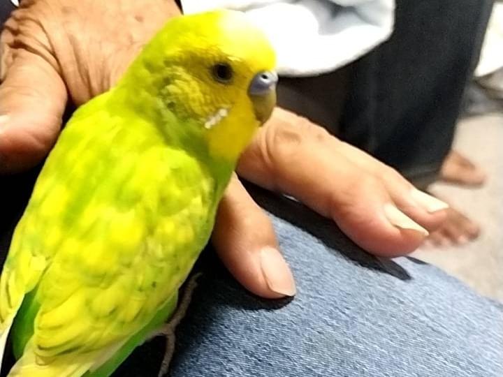 保護された鳥 保護された鳥