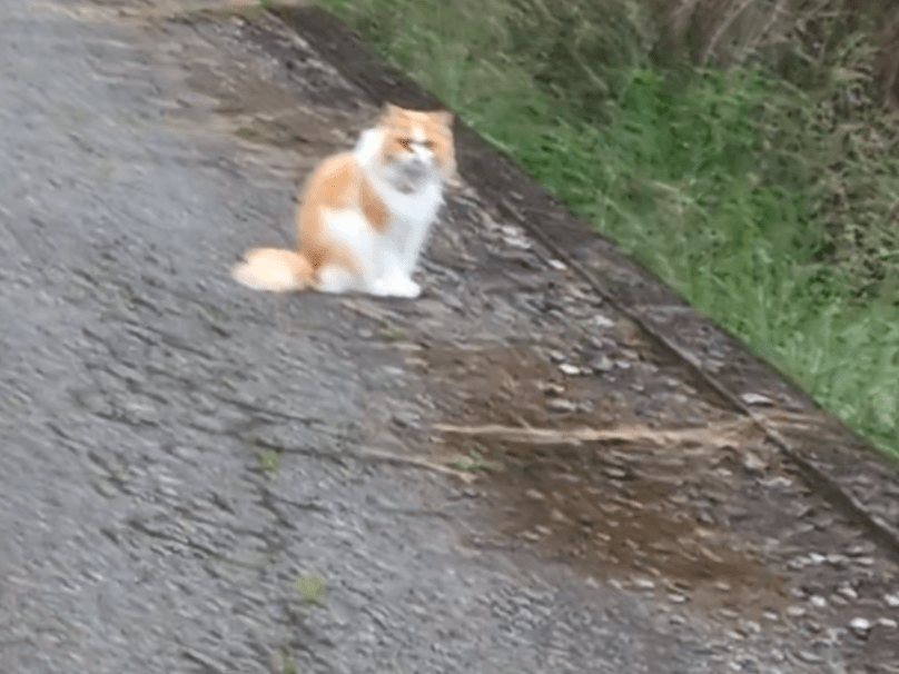 目撃された猫