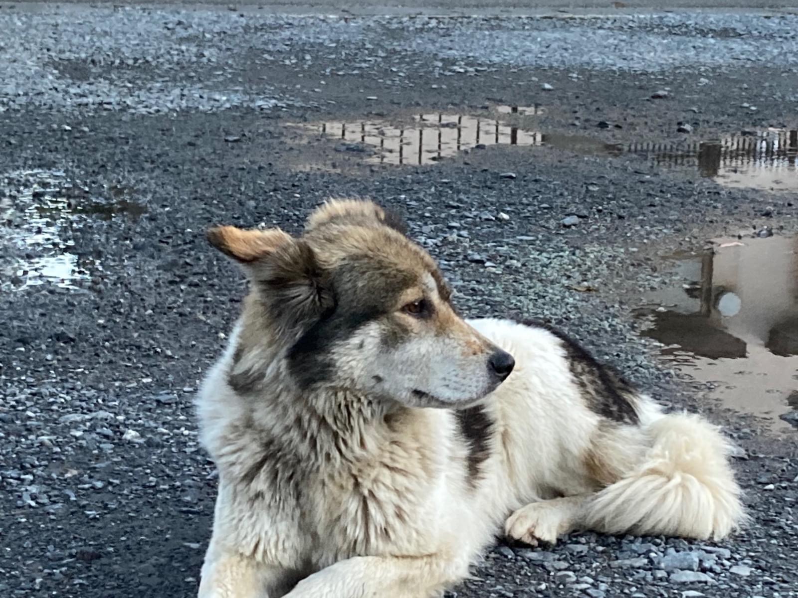 目撃された犬