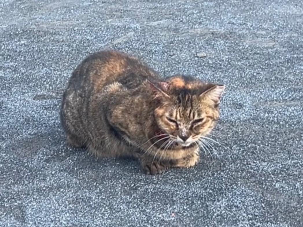目撃された猫 目撃された猫