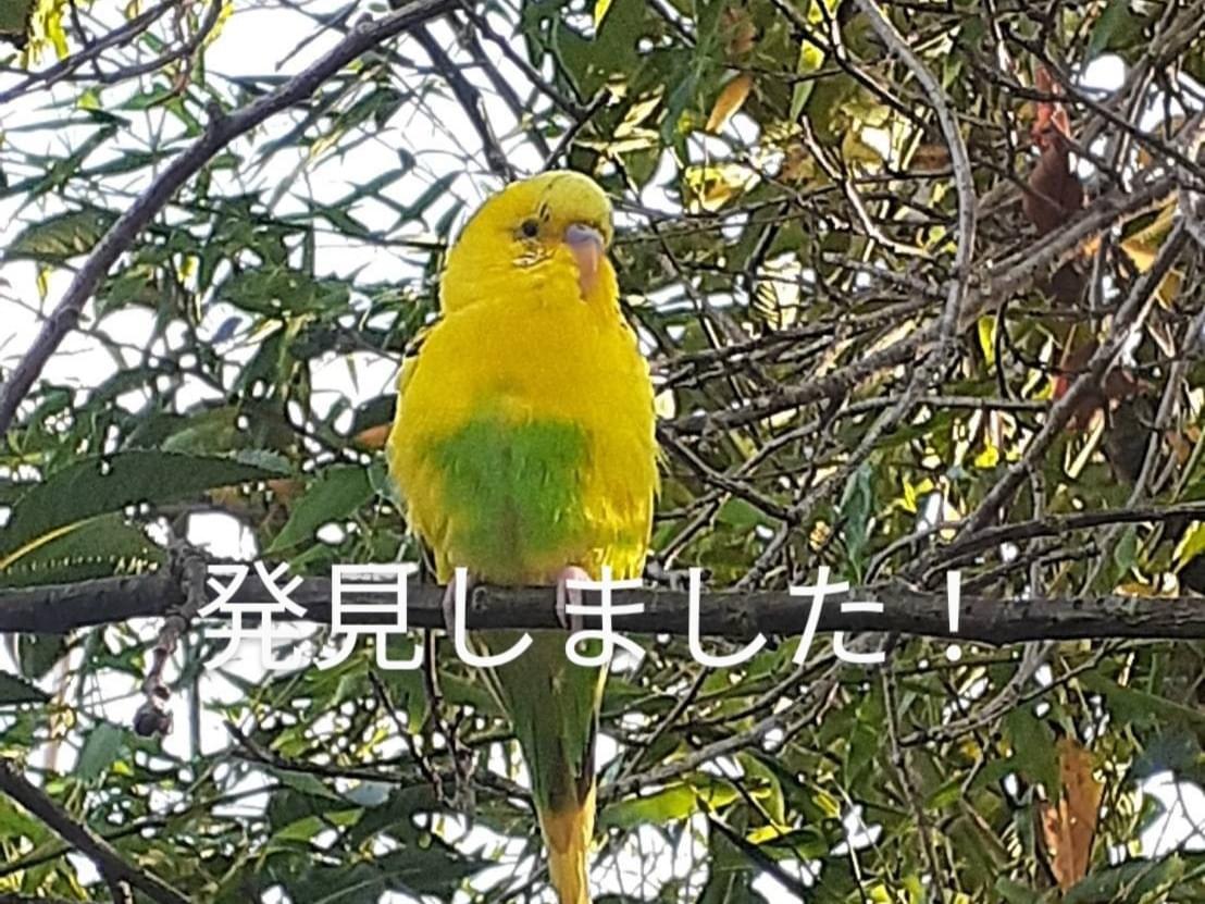 目撃された鳥 目撃された鳥