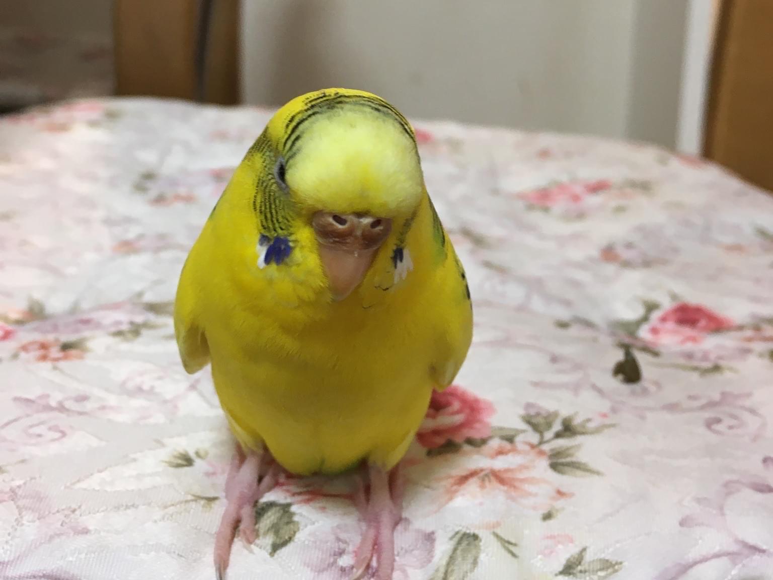 ぴーちゃん ぴーちゃん