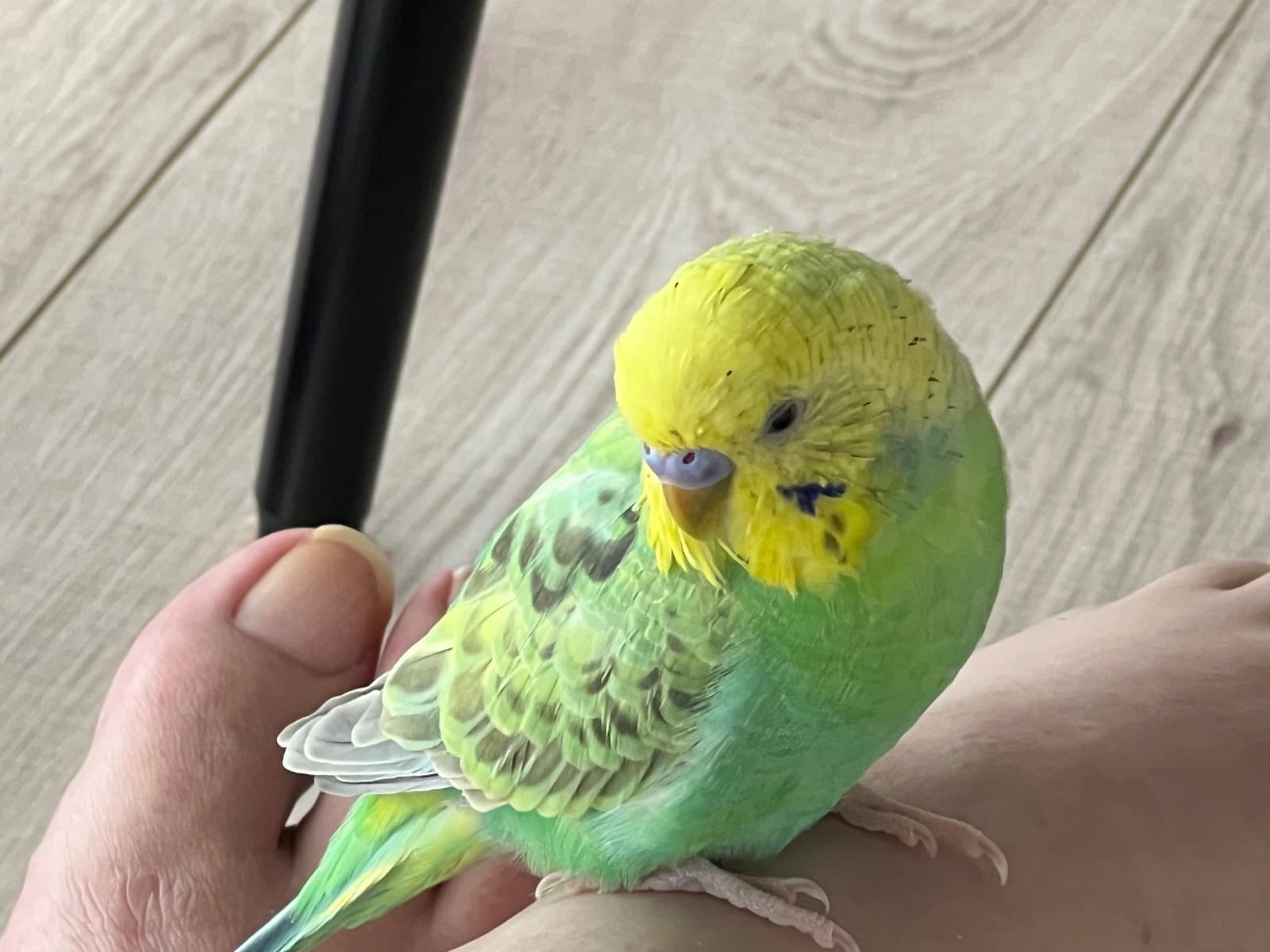 まるちゃん まるちゃん