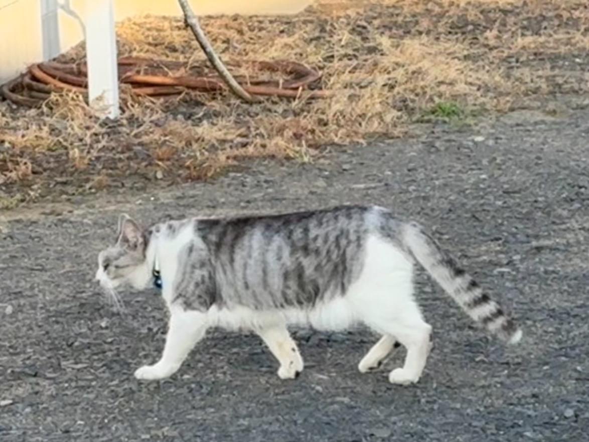 目撃された猫 目撃された猫