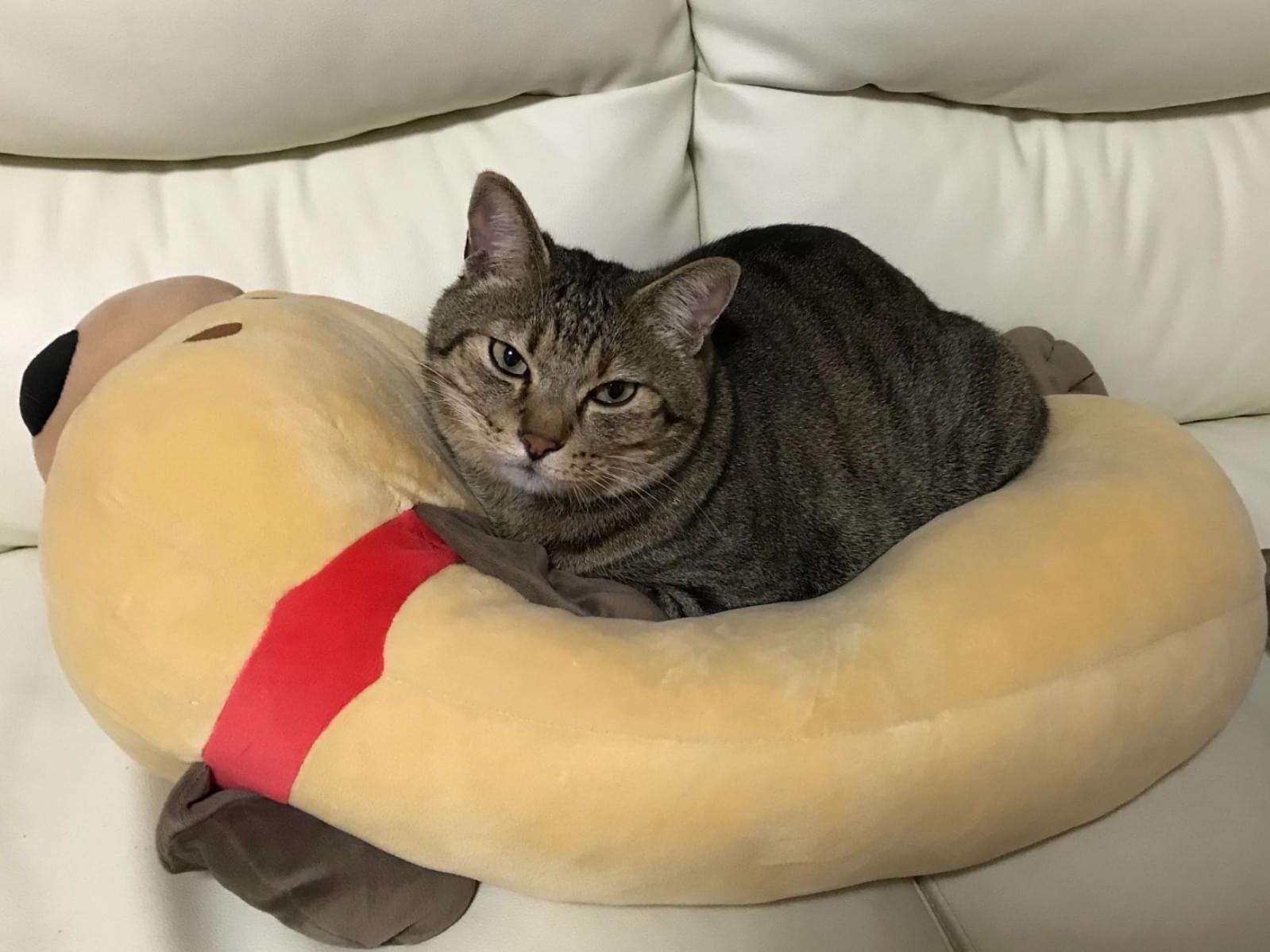 保護された猫 保護された猫