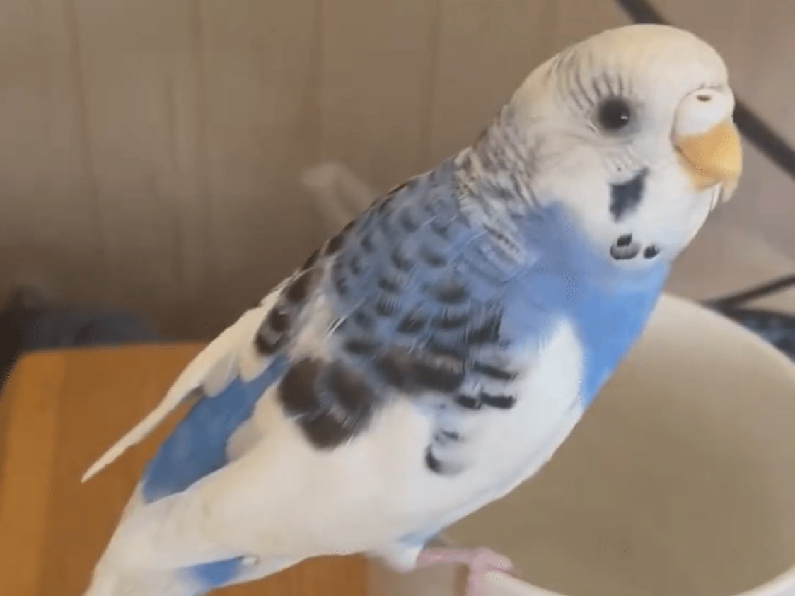 ノアちゃん ノアちゃん